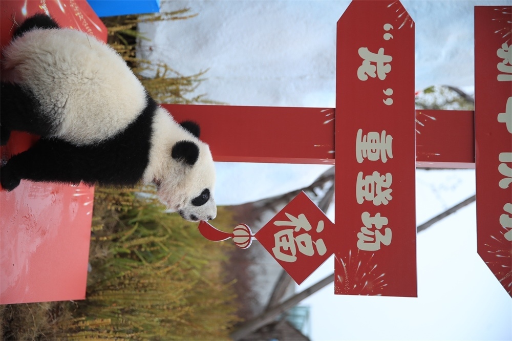 2023級新生大熊貓寶寶賀新春