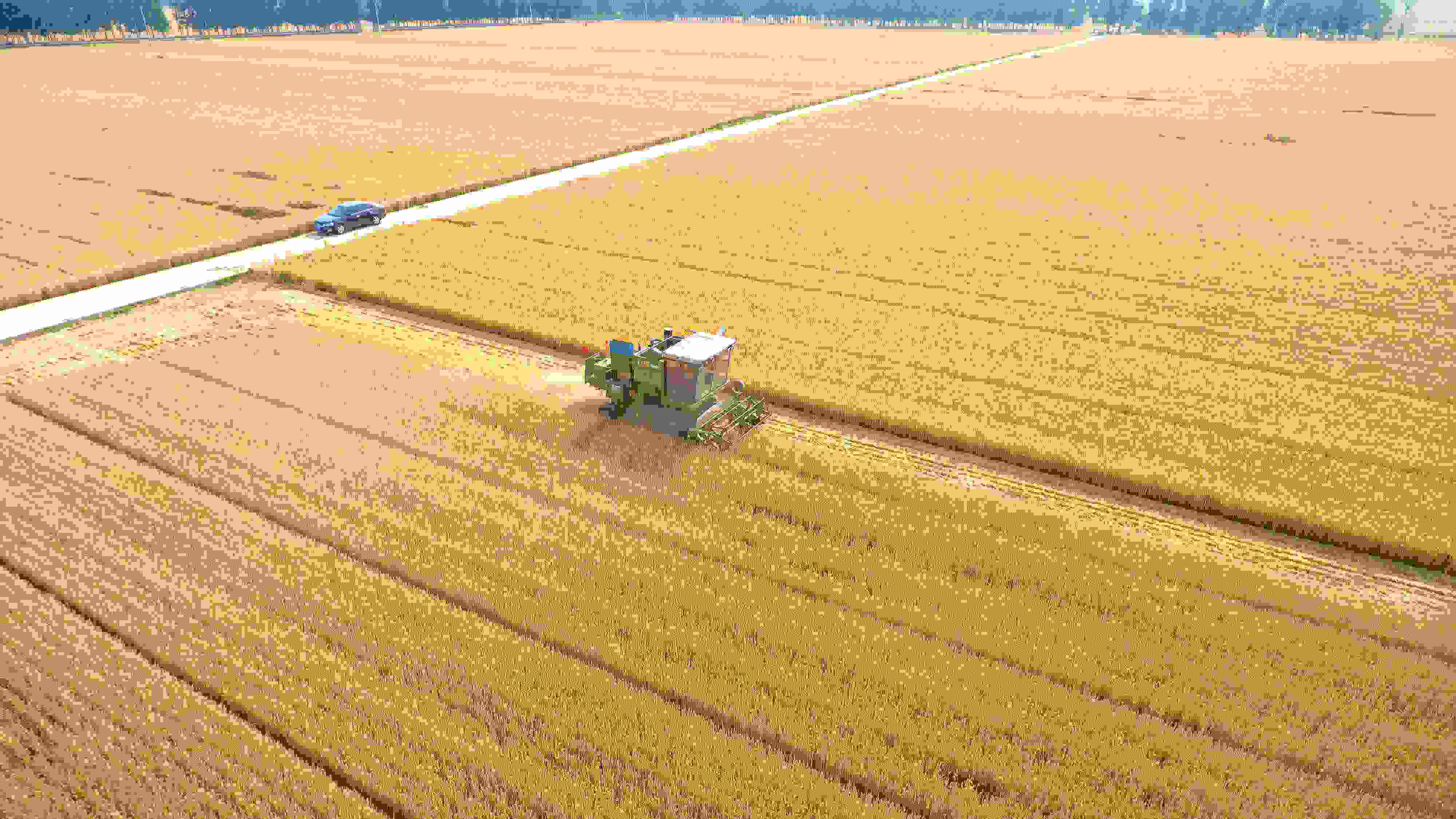 △ 2023年6月5日，山東聊城茌平區(qū)賈寨鎮(zhèn)王藥包村，收割機在田間進行小麥收割作業(yè)。