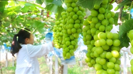 小屯村葡萄園里的陽光玫瑰葡萄。肖俊楠攝