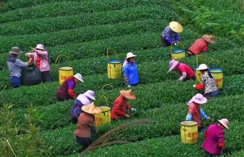 △軍營村茶農(nóng)在茶園采茶。