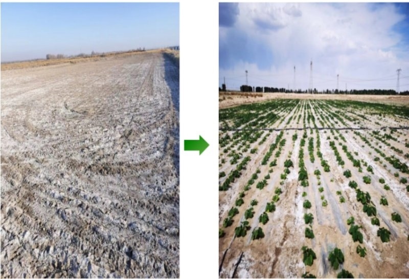 鹽堿地成良田。黃花農(nóng)場(chǎng)供圖