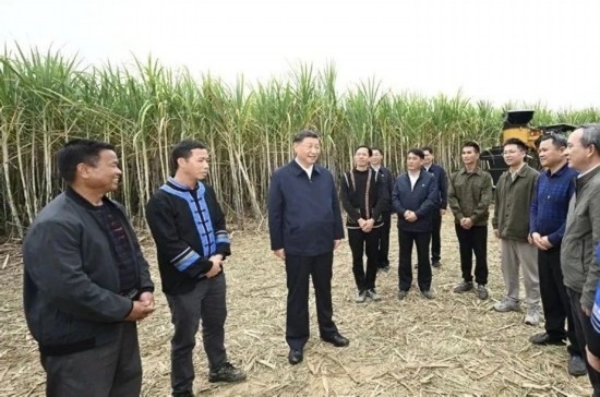 2023年12月14日，習(xí)近平總書記在廣西來賓市國家現(xiàn)代農(nóng)業(yè)產(chǎn)業(yè)園黃安優(yōu)質(zhì)“雙高”糖料蔗基地考察。