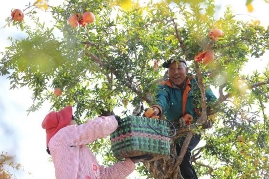 紅彤彤的石榴掛滿枝頭，農(nóng)戶們穿梭在林中采摘，享受著豐收的喜悅。