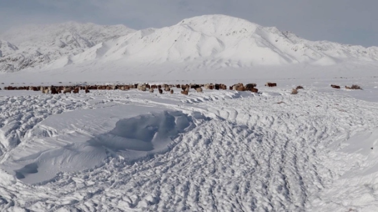 蒙古國(guó)近日發(fā)生雪災(zāi)。圖片來(lái)源:蒙政府網(wǎng)站