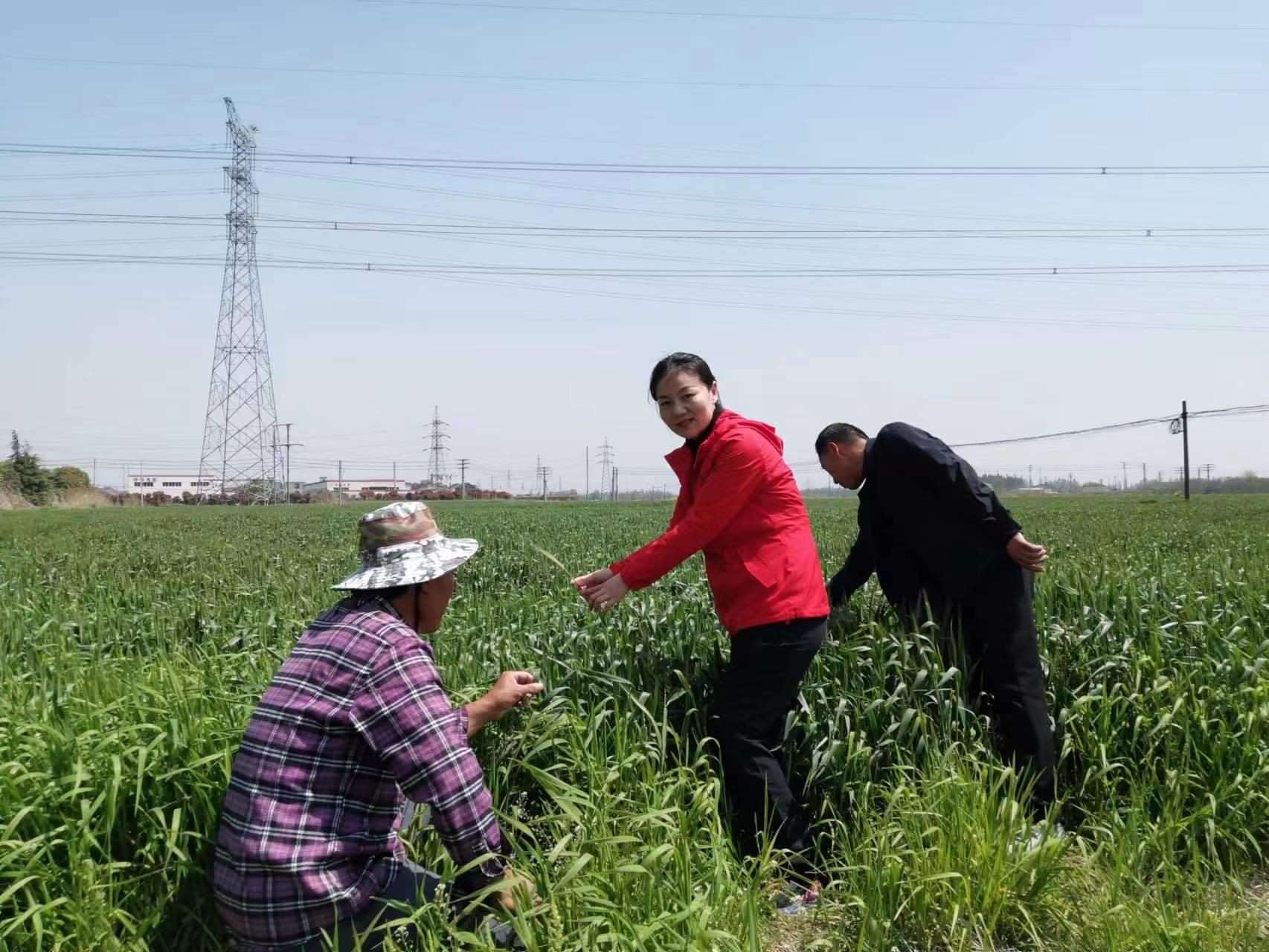魏巧在田間察看農(nóng)作物長(zhǎng)勢(shì)。
