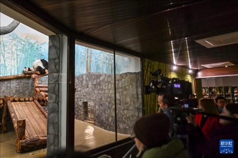 3月8日，人們在俄羅斯莫斯科動物園觀看大熊貓“喀秋莎”（左）和媽媽“丁丁”。新華社記者 曹陽 攝