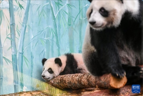 這是3月8日在俄羅斯莫斯科動物園拍攝的大熊貓“喀秋莎”（左）和媽媽“丁丁”。新華社記者 曹陽 攝
