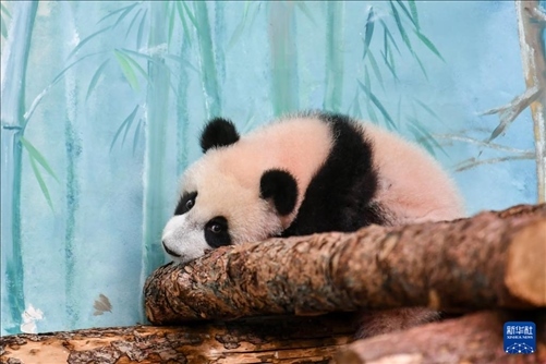 這是3月8日在俄羅斯莫斯科動物園拍攝的大熊貓“喀秋莎”。新華社記者 曹陽 攝