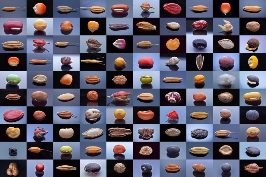 微距鏡頭下，湖南省農(nóng)作物種質(zhì)資源庫(kù)的種子千姿百態(tài)（100個(gè)種子拼版照片）。