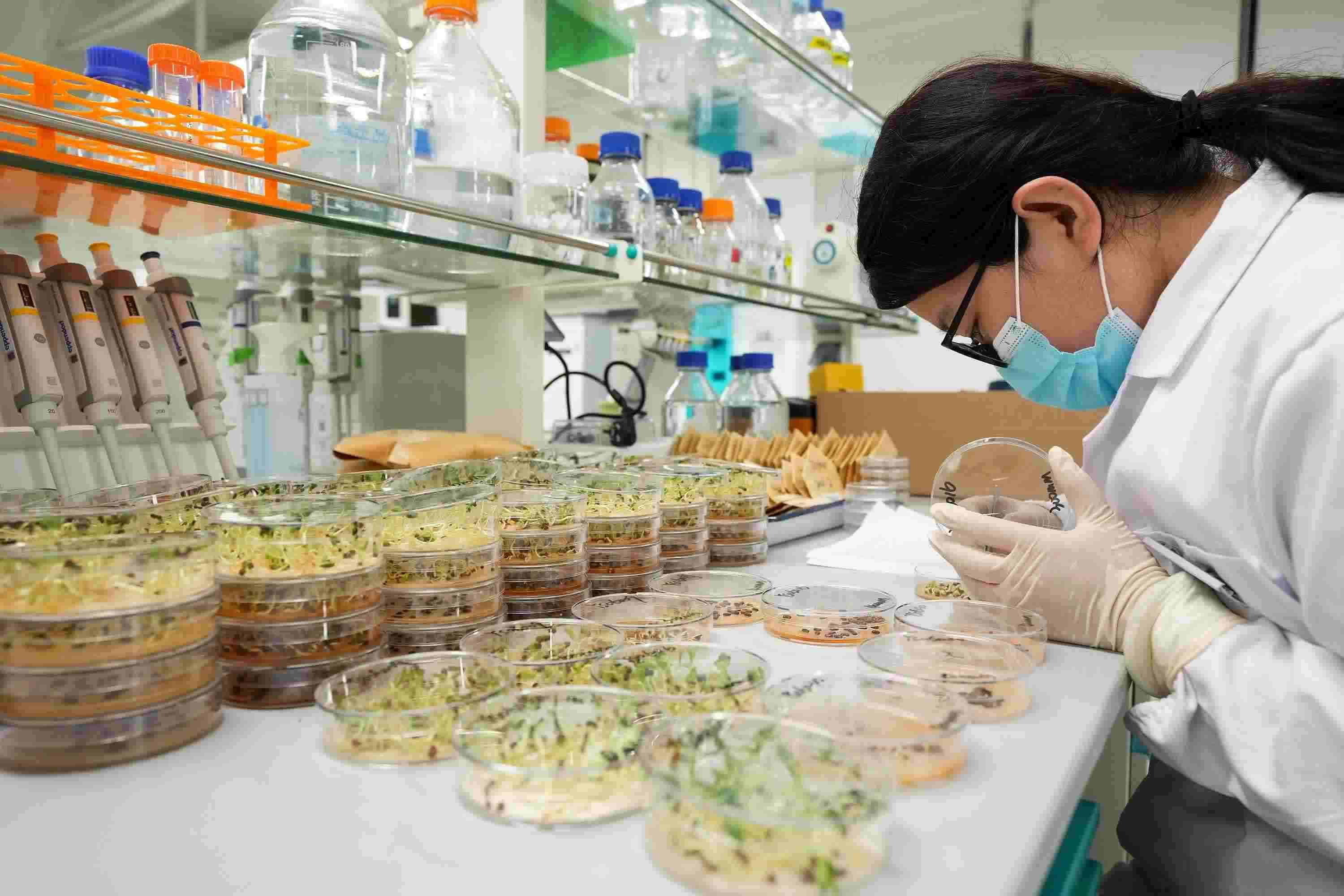 △ 海南三亞崖州灣科技城的崖州灣種子實(shí)驗(yàn)室，科研人員正在觀察種子樣本。