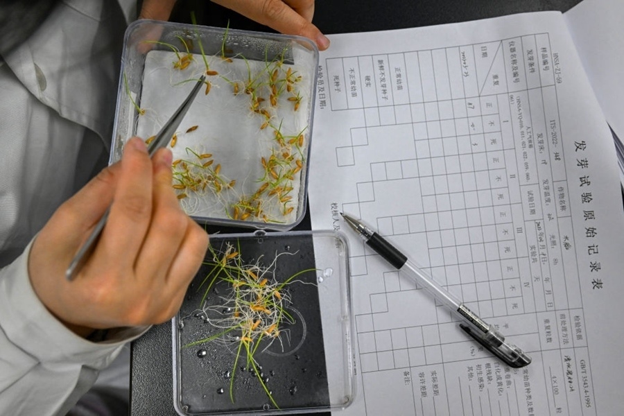 2022年3月23日，在湖南省農(nóng)作物種質(zhì)資源庫(kù)實(shí)驗(yàn)室，檢測(cè)員對(duì)保存的水稻種子進(jìn)行發(fā)芽試驗(yàn)檢測(cè)。