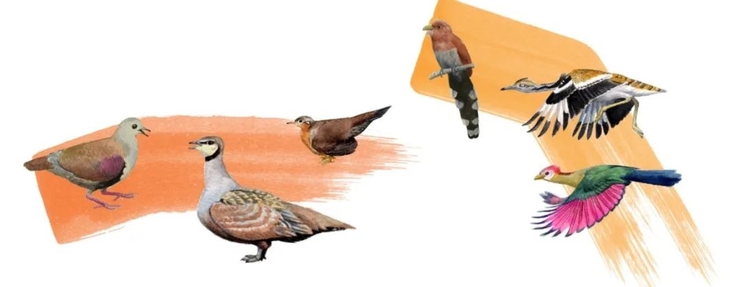 鴿鴇類。浙江大學供圖