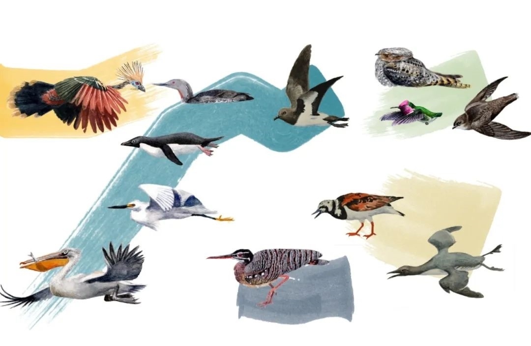 元素鳥類。浙江大學供圖