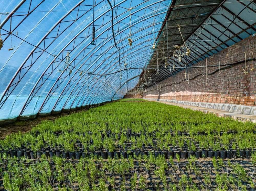 △內蒙古一苗圃正在育苗。今年內蒙古將投資2200萬元保障“三北”工程種苗供應，助力打好“三北”工程攻堅戰(zhàn)。