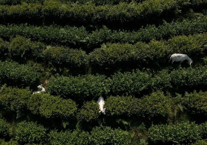 惠明茶園，養(yǎng)羊控草。供圖 共享聯(lián)盟·景寧
