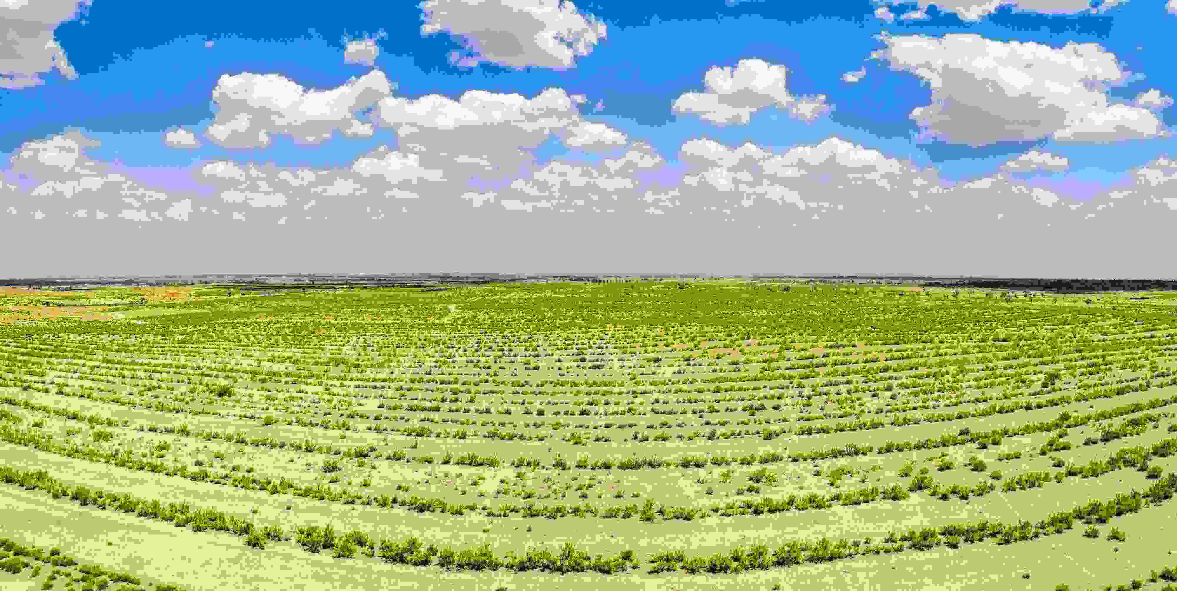 2023年6月7日，內(nèi)蒙古鄂爾多斯，毛烏素沙漠。