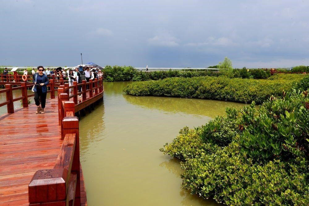 △2023年6月13日，人們在廣東湛江市麻章區(qū)金牛島觀賞紅樹林。