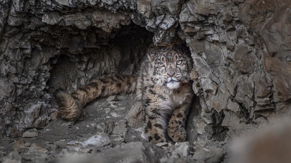 “高原精靈”雪豹。尼瑪多吉攝