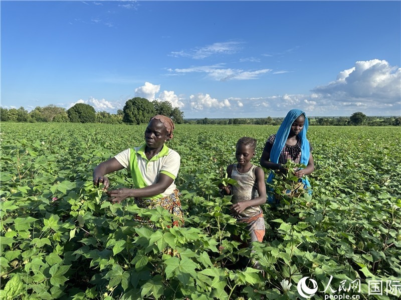 當(dāng)?shù)孛揶r(nóng)在麥田里勞作。人民網(wǎng)記者 黃培昭攝