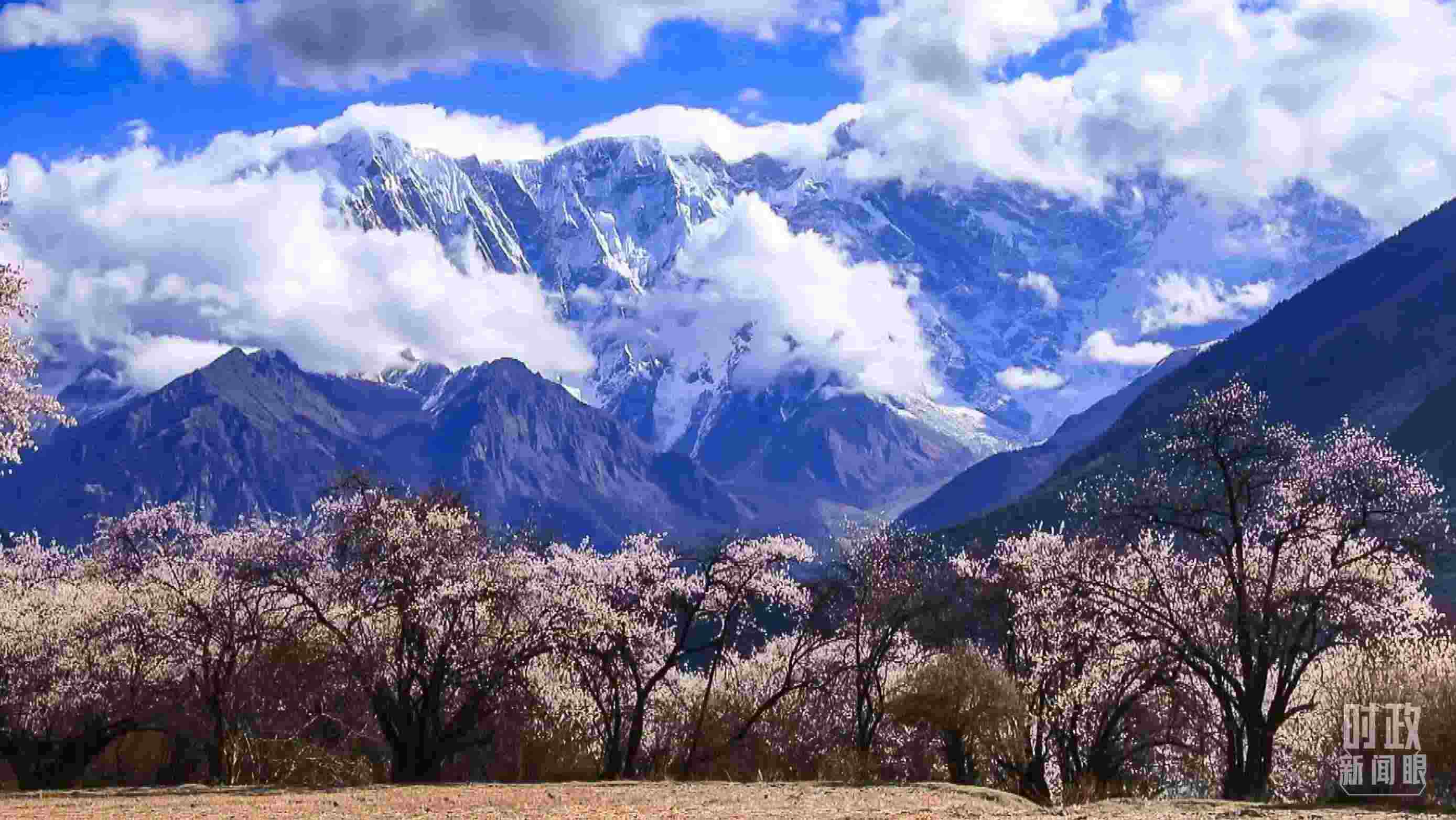 △西藏林芝。（總臺(tái)記者李旭拍攝）