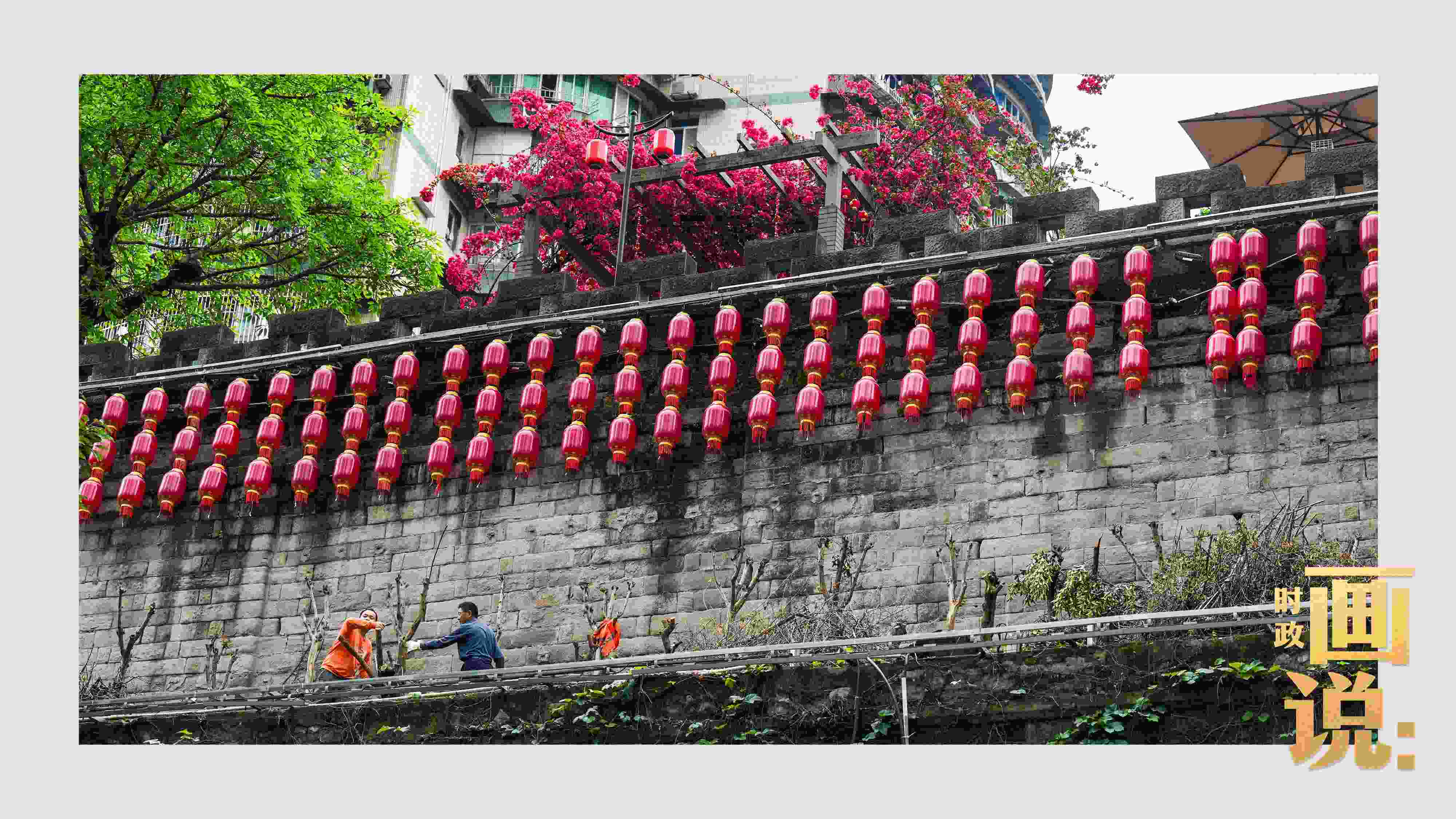 △盛放的三角梅下，園林工人修剪著古老通遠(yuǎn)門城墻上的一抹新綠。