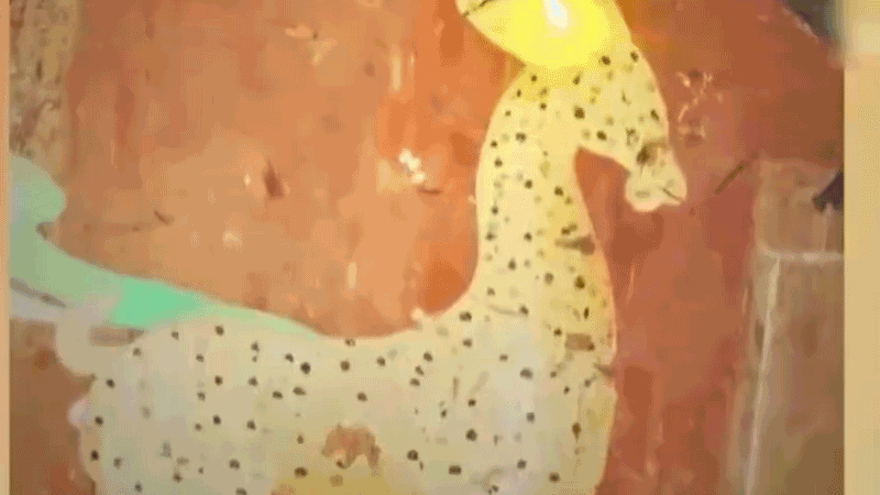 在全新技術(shù)支持下，敦煌莫高窟實(shí)現(xiàn)了窟內(nèi)文物窟外看的新體驗(yàn)。