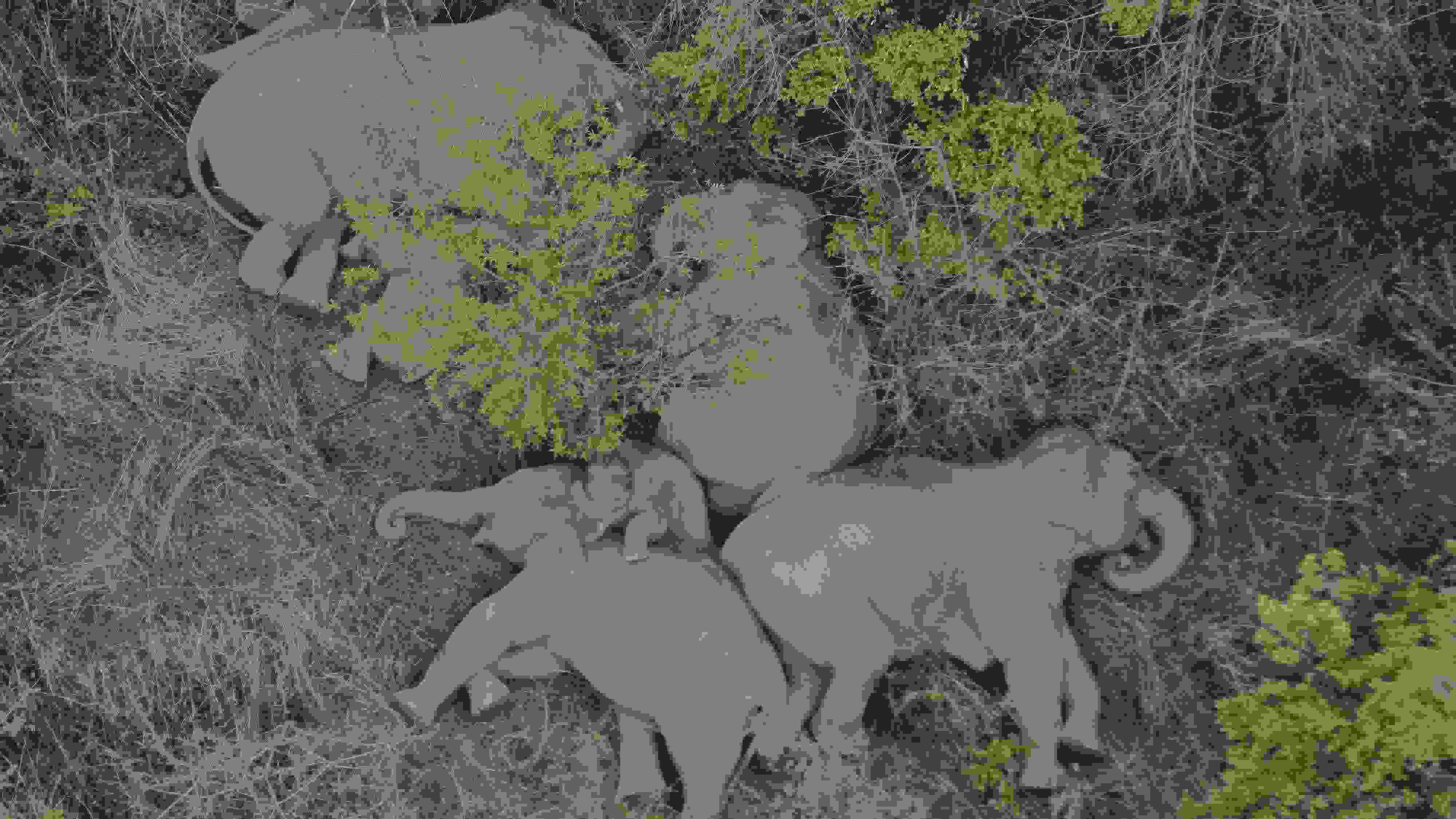 2021年6月7日，航拍顯示亞洲象群在云南省昆明市晉寧區(qū)夕陽(yáng)鄉(xiāng)山林地里睡覺(jué)休息。