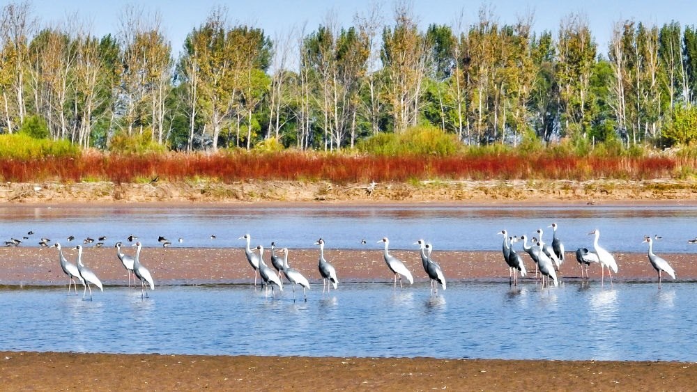 在山東黃河三角洲國(guó)家級(jí)自然保護(hù)區(qū)拍攝的白枕鶴（2022年10月18日攝）。新華社發(fā)（楊斌 攝）