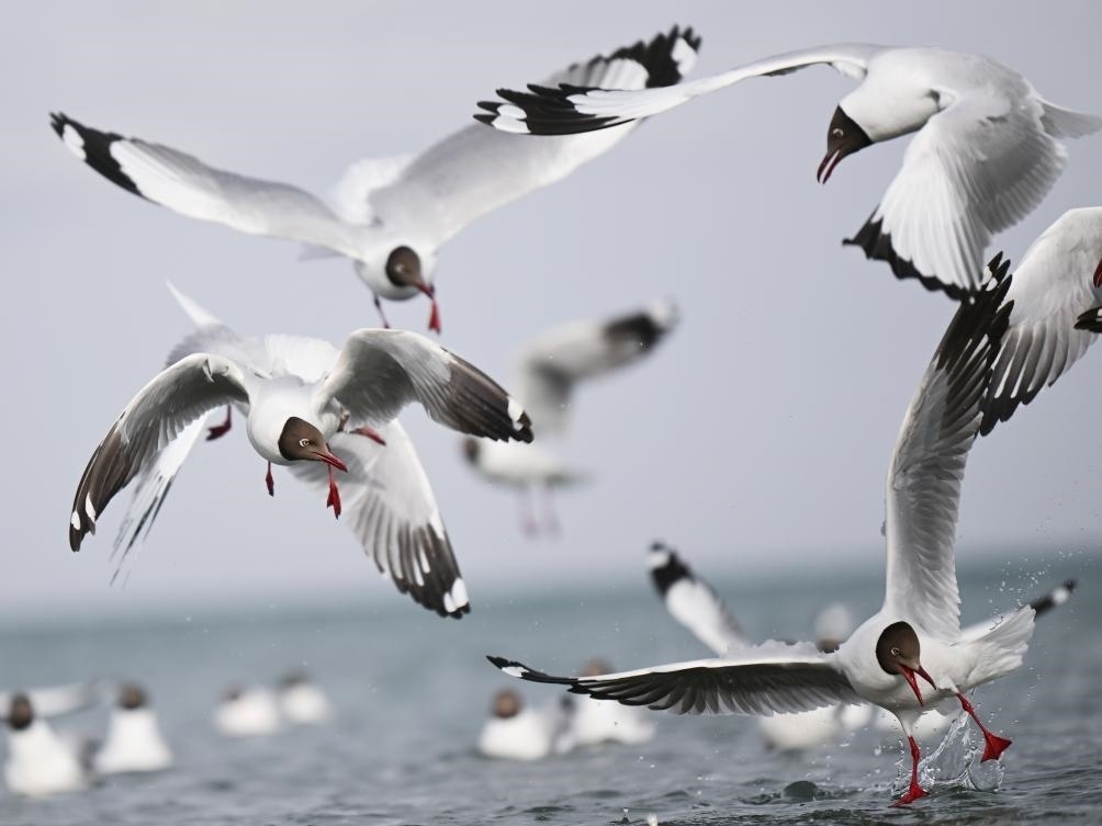 這是2023年4月13日在青海湖拍攝的棕頭鷗。新華社記者 張龍 攝