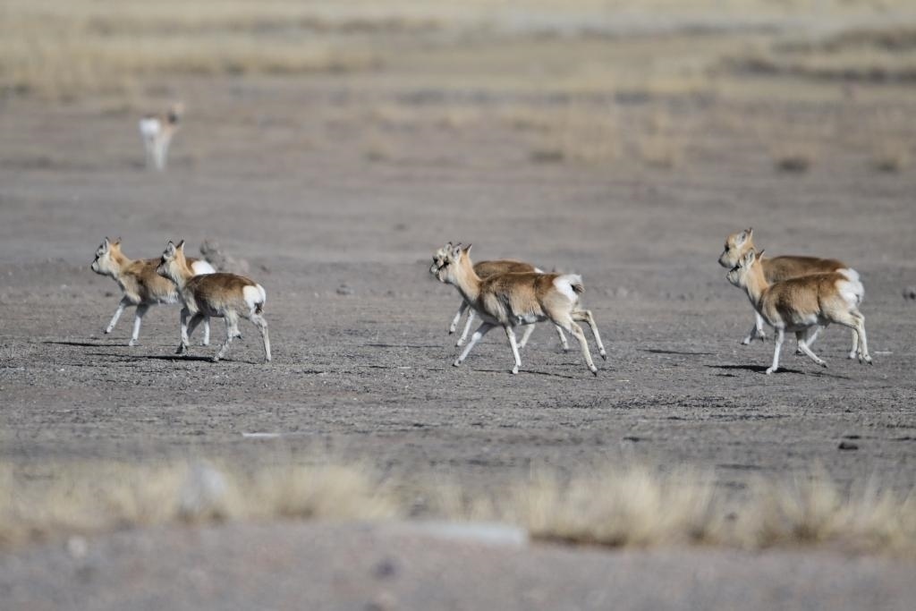 這是1月24日在青海省海北藏族自治州剛察縣哈爾蓋鎮(zhèn)境內(nèi)的草原上拍攝的普氏原羚。新華社記者 張龍 攝