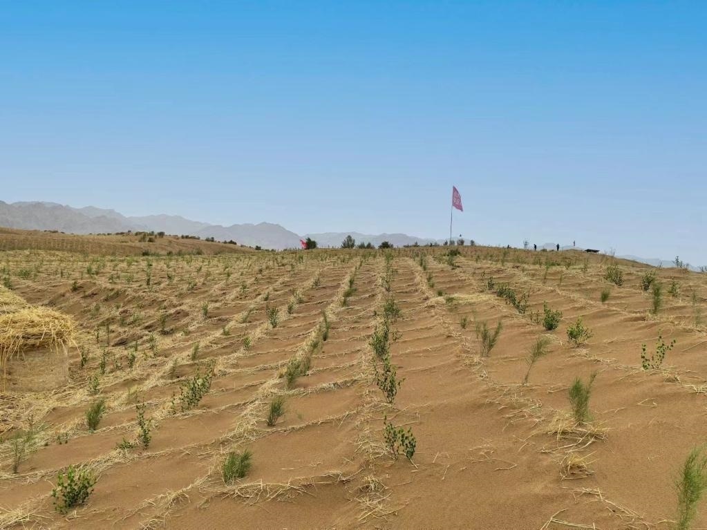 內(nèi)蒙古巴彥淖爾市杭錦后旗治沙新品種沙木蓼和四翅濱藜苗木示范區(qū)。新華社記者 李云平 攝