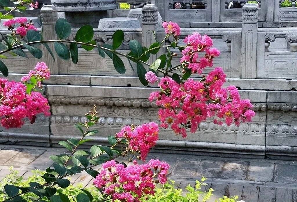 夏天的故宮一角。故宮博物院供圖