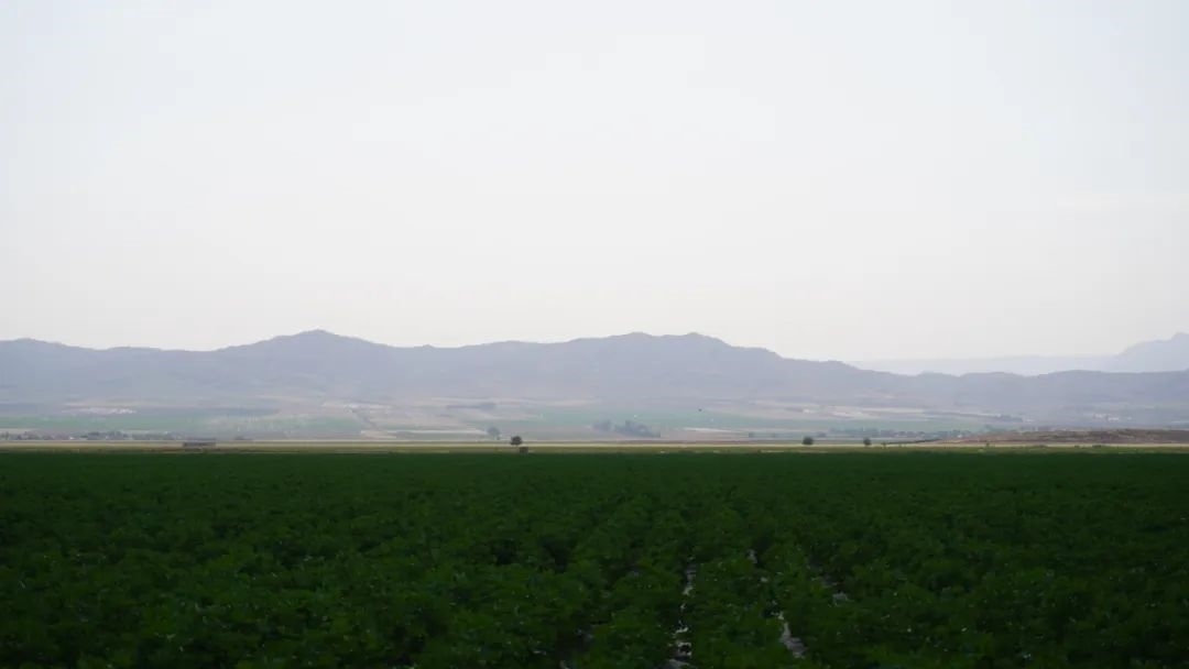 擴(kuò)列孜鎮(zhèn)采用先進(jìn)滴灌技術(shù)的棉田。曲頌攝