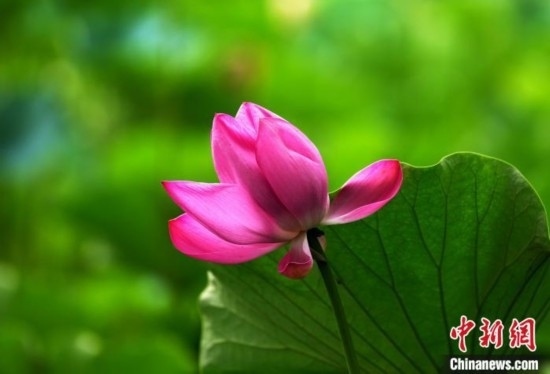 6月19日，時值一年畢業(yè)季，四川大學望江校區(qū)荷花池里的荷花盛開，成為了畢業(yè)生們的打卡圣地，吸引了眾多畢業(yè)生拍照留念。圖為盛開的荷花。中新社記者 安源 攝