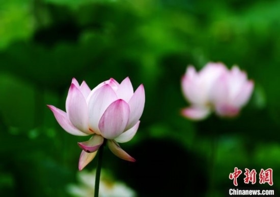 6月19日，時值一年畢業(yè)季，四川大學望江校區(qū)荷花池里的荷花盛開，成為了畢業(yè)生們的打卡圣地，吸引了眾多畢業(yè)生拍照留念。圖為盛開的荷花。中新社記者 安源 攝