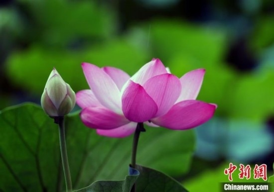 6月19日，時值一年畢業(yè)季，四川大學望江校區(qū)荷花池里的荷花盛開，成為了畢業(yè)生們的打卡圣地，吸引了眾多畢業(yè)生拍照留念。圖為盛開的荷花。中新社記者 安源 攝