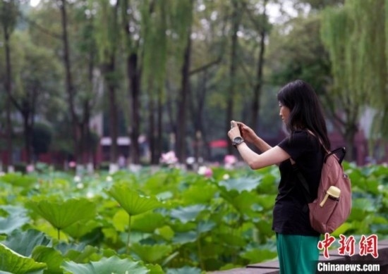 6月19日，時值一年畢業(yè)季，四川大學望江校區(qū)荷花池里的荷花盛開，成為了畢業(yè)生們的打卡圣地，吸引了眾多畢業(yè)生拍照留念。圖為畢業(yè)生在荷花池邊拍照留念。中新社記者 安源 攝