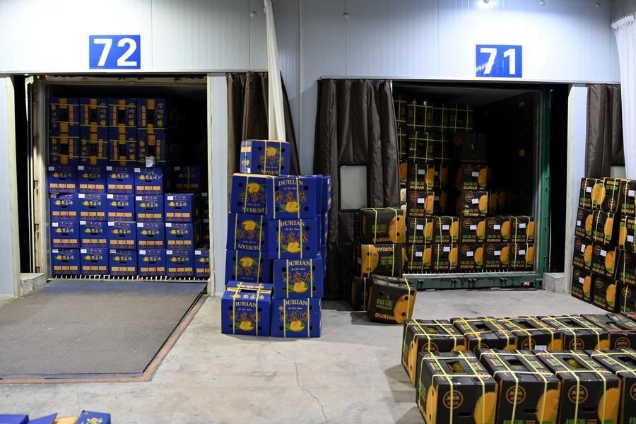 2023年9月12日在廣西憑祥友誼關(guān)口岸拍攝的等待通關(guān)的進(jìn)口榴蓮。新華社記者 曹祎銘 攝