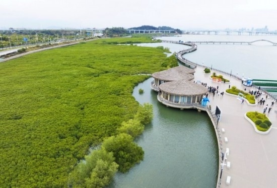 2024年1月23日拍攝的廈門(mén)市翔安區(qū)下潭尾紅樹(shù)林公園（無(wú)人機(jī)照片）。新華社記者 林善傳 攝