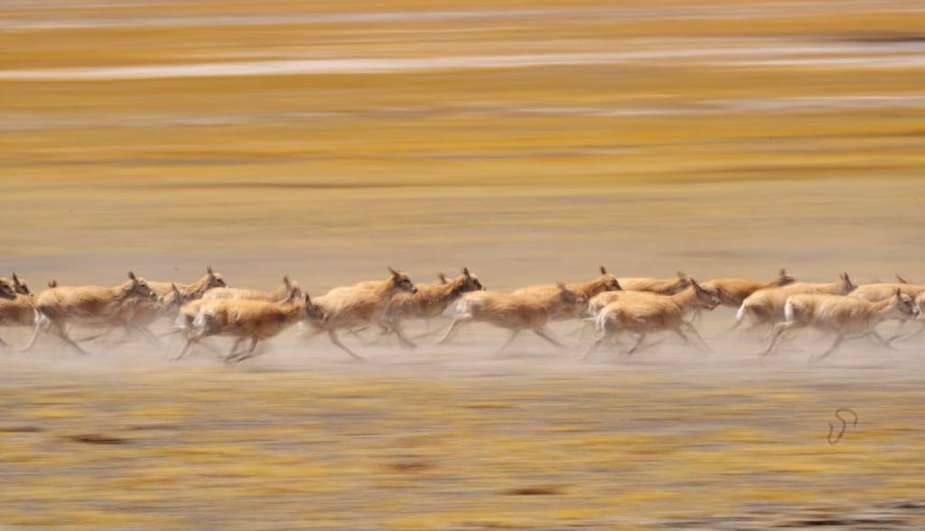 2024年6月13日，在羌塘國(guó)家級(jí)自然保護(hù)區(qū)，遷徙中的藏羚羊奔跑起來。新華社記者費(fèi)茂華攝