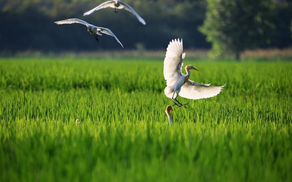 2023年8月7日，鷺鳥在山東省臨沂市郯城縣郯城街道水稻田間飛舞。新華社發(fā)（張春雷 攝）