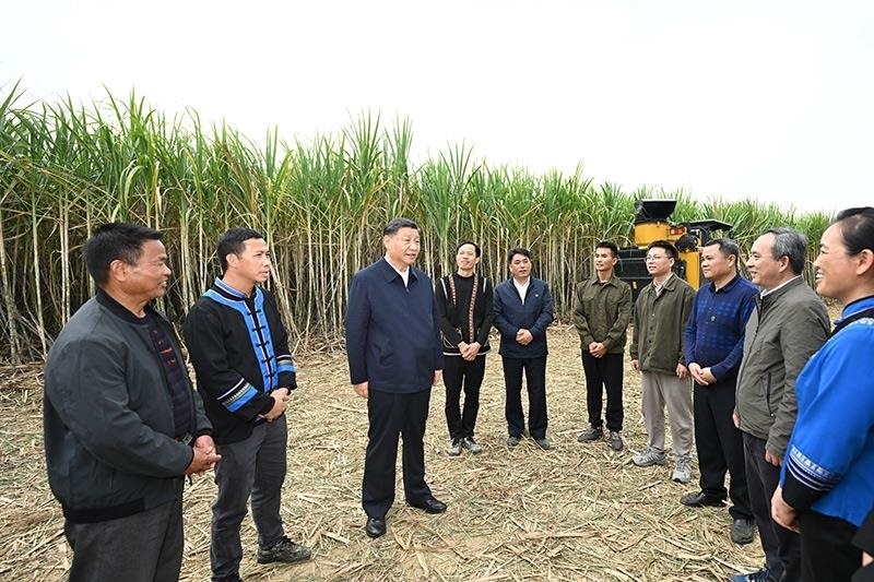 2023年12月14日，習(xí)近平總書(shū)記在廣西來(lái)賓市國(guó)家現(xiàn)代農(nóng)業(yè)產(chǎn)業(yè)園黃安優(yōu)質(zhì)“雙高”糖料蔗基地考察時(shí)，同蔗農(nóng)、農(nóng)機(jī)手和農(nóng)技人員親切交流。