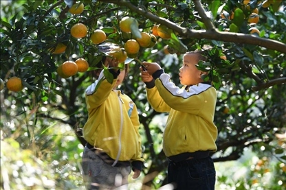 貴州黃平縣小朋友在校外勞動(dòng)實(shí)踐基地采摘柑橘。
