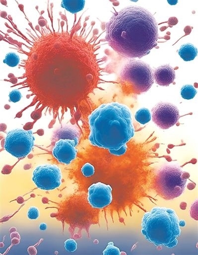 用氯化鈉處理的高活性CD8 T細胞（紫色），與未經處理的細胞（藍色）相比，其抗腫瘤能力更強，能夠顯著損傷腫瘤細胞（紅色）。圖片來源：德國耶拿弗里德里?！は沾髮W