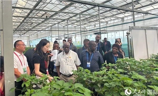 研討班成員在大棚中了解植物種植技術(shù)。人民網(wǎng) 曹欣悅攝