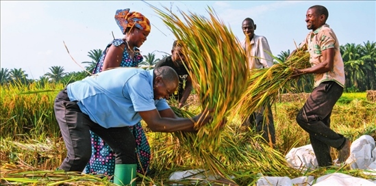 2018 年，中國農業(yè)專家組在布隆迪布班扎省吉漢加縣設立首個水稻減貧示范村。圖為當?shù)剞r戶在稻田里給雜交水稻脫粒（2023 年 6 月 20 日攝） 韓旭攝 / 本刊