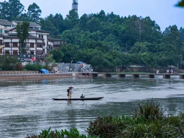 蘇稽古鎮(zhèn)的漁民在進行魚鷹捕魚表演。本報記者 伊霄攝
