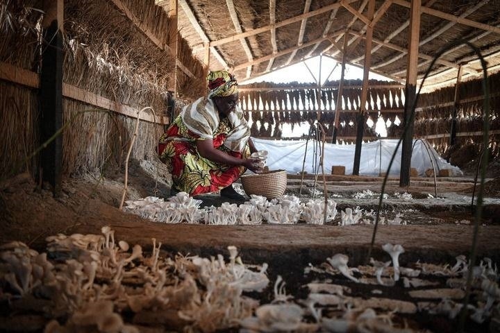 2024年2月6日，在中非共和國達(dá)馬拉，法蒂瑪在菇棚內(nèi)收獲菌草菇。2022年，法蒂瑪在聽說中國菌草專家在班吉傳授技術(shù)后主動前往學(xué)習(xí)，從一間小菌棚起步，逐漸擴(kuò)大為如今小有名氣的合作社。新華社記者 韓旭 攝
