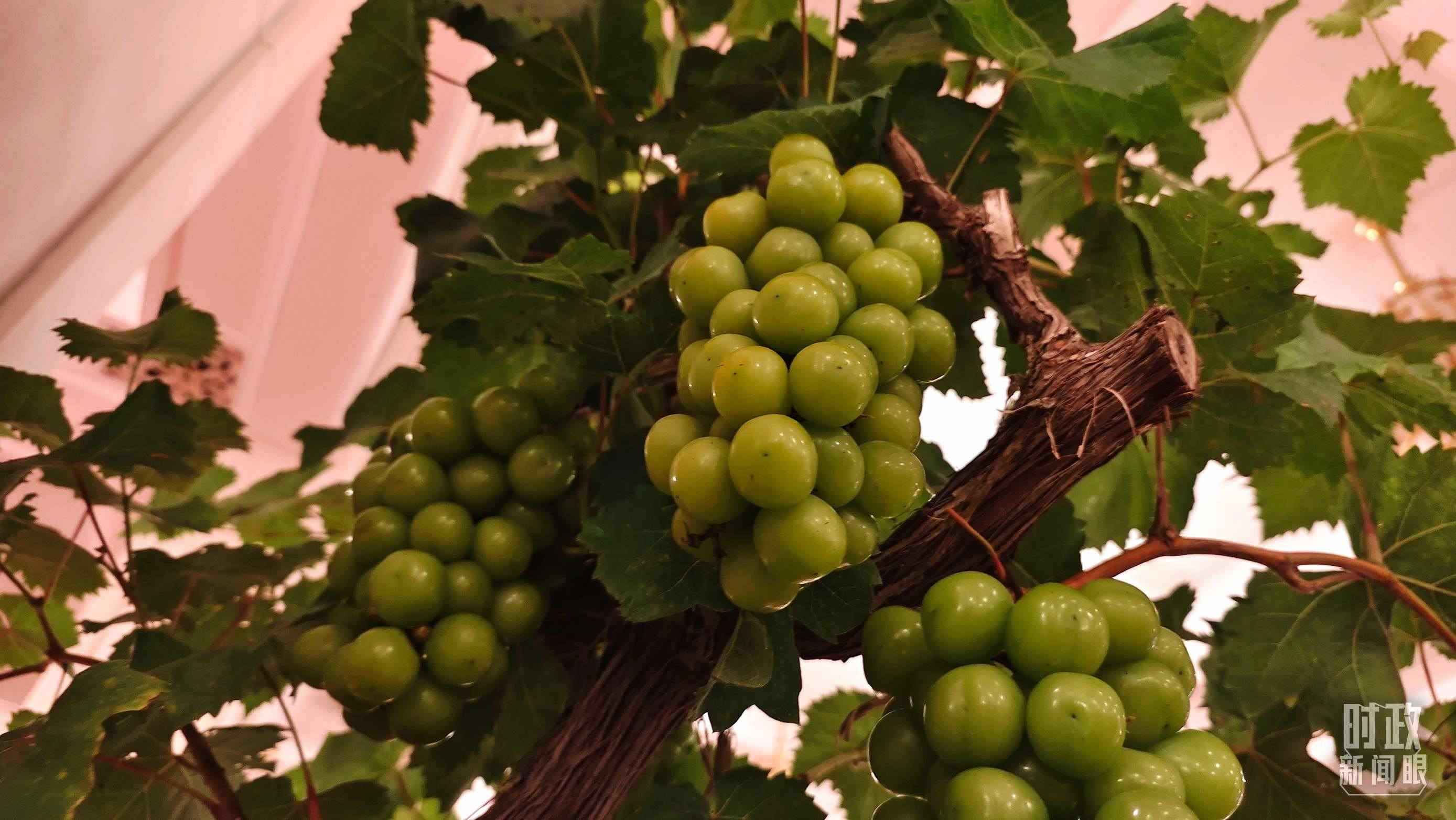  △人民大會堂的盆景，碩果累累。（總臺央視記者韓銳拍攝）