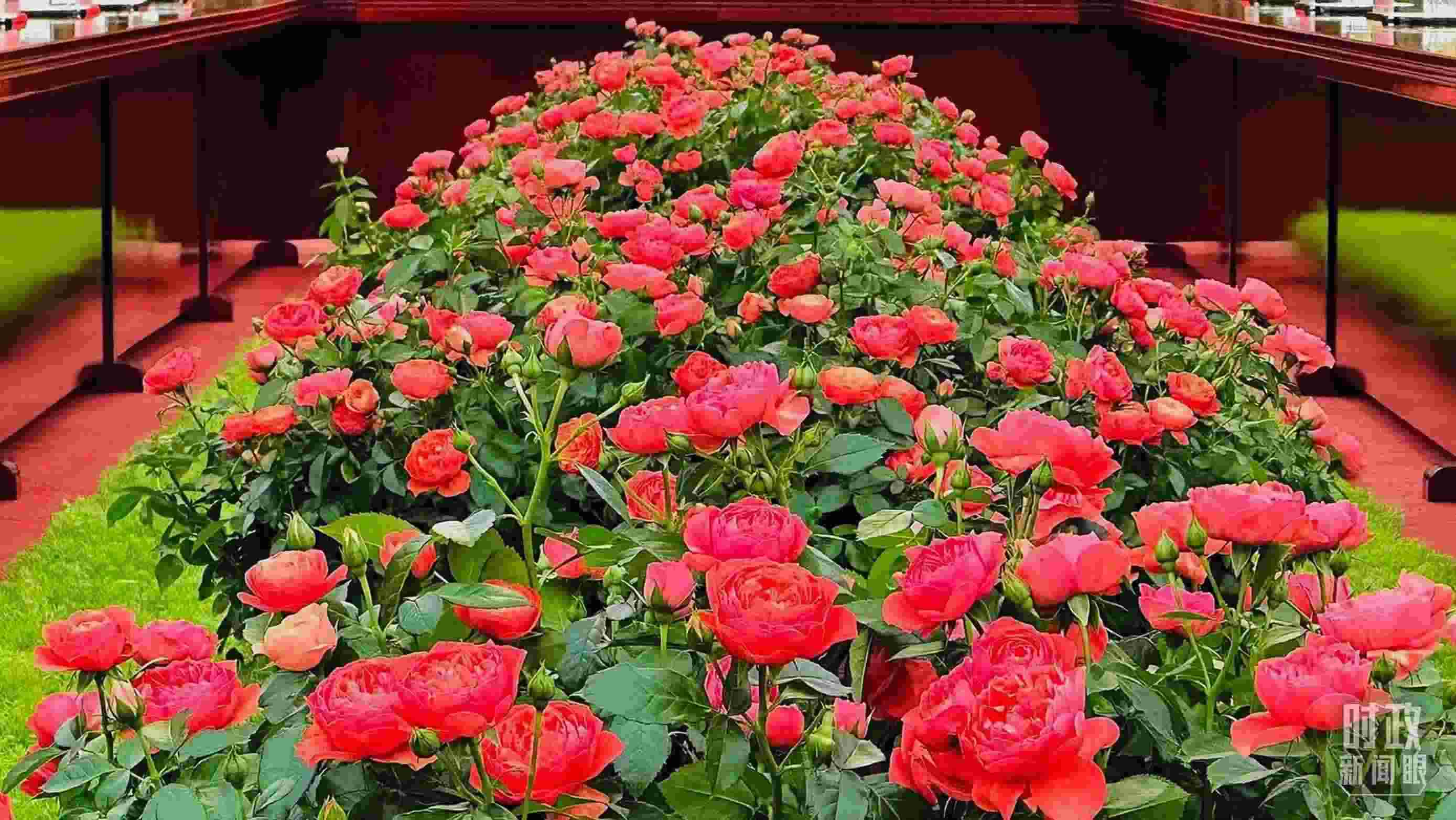 東大廳會談桌中間擺放的紅果汁月季，象征著蓬勃與堅韌。（總臺央視記者范一鳴拍攝）